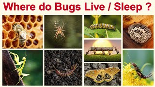 "Where Do Bugs Live? | Bug Homes for Curious Kids!"