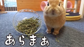 うさぎが牧草をオシャレに食べる予定でしたが、予想通りの結果に・・・(笑)