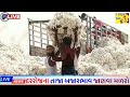 kapas na bhav 16 02 2025 કપાસના ભાવ 2025 information about cotton crop price commodity trend