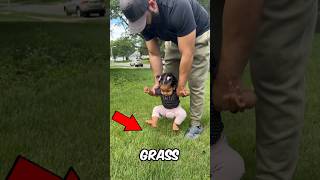 Why Babies Hate Grass? 😰