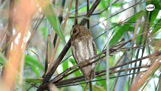 นกเค้าหูยาวเล็ก Oriental Scops-Owl ที่สวนเวฬุวัน พุทธมณฑล นครปฐม เมื่อ 15 มกราคม 2563