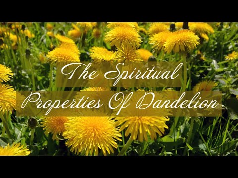 Is Dandelion mentioned in the Bible?