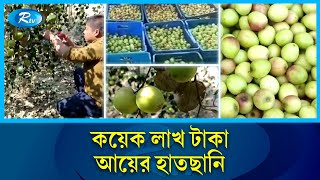 পাহাড়ে কুল চাষ করে সফল সুশান্ত | Plum Cultivation | Rtv Exclusive News