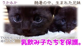 ND399【子猫】酷暑の中、生まれた乳飲み子たちを保護。【保護猫】