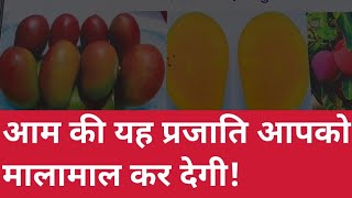 आम के इन प्रजाति की खेती आपको भी मालामाल कर देगी! जानिए कब लगेगा पौधा! कितने दिनों में आयेगा फल!