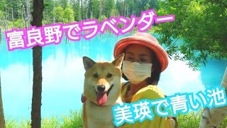 【 富良野ラベンダー畑】【美瑛町の青い池】【しらひげの滝】愛犬と夏のドライブ