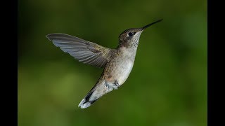 Kolibry / The Hummingbirds