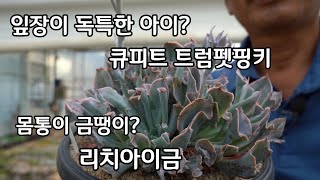 잎장이 독특한 다육이 종류 큐피트 트럼펫핑키  리치아이 키우기 번식 방법