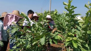 番石榴修剪的那些事，留4-6對葉片，30天后開花結果，120天后採摘      Pruning guava, picking after 120 days