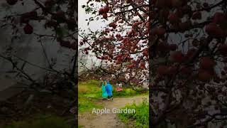 Beautiful apple Garden# Shimla 😍