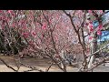 【梅の花 plum blossom】別府公園～春の訪れ～the arrival of spring healing