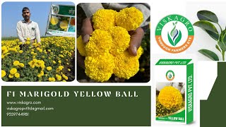 F1 Marigold Yellowball