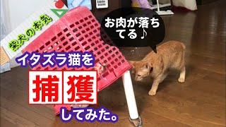 【柴犬】イタズラ猫を捕獲せよ！警戒心0の仔猫は捕獲できるのか！？【柴猫】※中秋のクイズあり〼