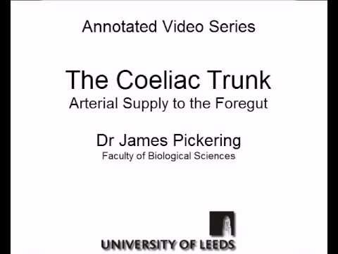 Coeliac Trunk - Arterial Supply To The Foregut - YouTube