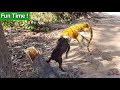 soo funny fake tiger prank dog tiger vs dog funny tiger prank funny video.