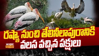 రష్యా నుంచి తేలినీలాపురానికి వలస వచ్చిన పక్షులు | Russia to Srikakulam Bird Migration | Raj News