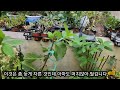 목수국 꽃 2번 보기.이렇게 해야 2번 볼수 있습니다