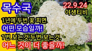 목수국 꽃 2번 보기.이렇게 해야 2번 볼수 있습니다!