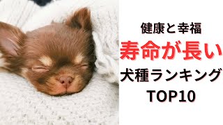 【長寿】最も寿命が長い犬種を紹介！寿命が長い犬種ランキングTOP10