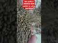 best quality of sesbania seeds dhaincha seeds 917983708248 shorts viral shortsyoutube