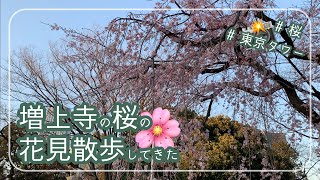 増上寺の桜の花見散歩してきた（３分咲き） | I've been watching cherry blossoms at a temple near Tokyo Tower.