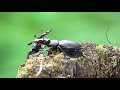 stag beetle flys away. hirschkäfer fliegt ab. eifel deutschland