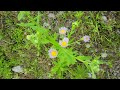 a sunflower ヒマワリ畑に【早熟・孤独な花一輪】 4k 高知県土佐市