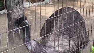 エミューとエミューの卵🌈とべ動物園✨2020年5月