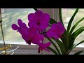 vanda fertilizer u0026 care update and update on v. pachara blue