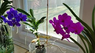 Vanda fertilizer \u0026 care update, and update on V. Pachara Blue!