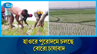 চোখে হাজারো স্বপ্ন নিয়ে ধানের চারা রোপণে ব্যস্ত ১০ লাখ কৃষক | Farmers | Rtv News