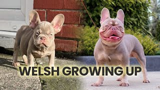 Welsh growing up (New Shade Isabella Tan)