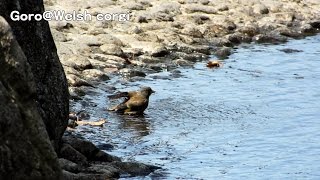 Oriental Greenfinch is bathing / カワラヒワの水浴び 20140903 bird バード・ウォッチ