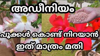 അഡീനിയം നിറഞ്ഞ് പൂക്കാൻ ഇങ്ങനെ ചെയ്യു /Healthroutes