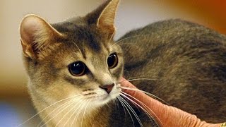 【切なく泣ける】動物短編ストーリー　「あの子がおしえてくれたもの」