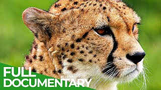 Animal's Super Senses - Touch | Free Documentary Nature