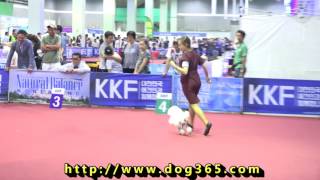 2016.08.14 KKF DOG SHOW-Toy Poodle