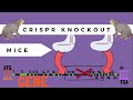 The Basics of Crispr-Pro: Knockout Mice