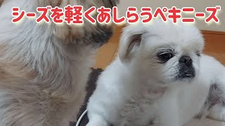 シーズを軽くあしらうペキニーズ#可愛い犬#dog