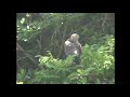 マダラチュウヒ（2）稀な旅鳥（与那国町とウラジオストク） pied harrier wild bird 野鳥 動画図鑑