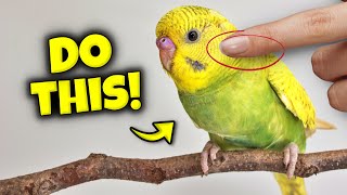 Things That Mean A LOT to Your Bird