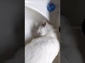 顔に水がかかってもお構いなしな猫