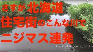 北海道の住宅街の川でヤマメニジマス連発!【金楽勺】