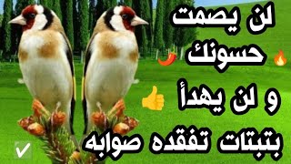 🔥بتبتات و تستسات تشعل النار في الحسون، و تفقده صوابه، لن يصمت حسونك🌶️بتبتة حسون خرافية، تحفيز رهيب 🔥