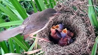 Both bar-winged prinia birds. Look at the faces of all three people, they are crying.