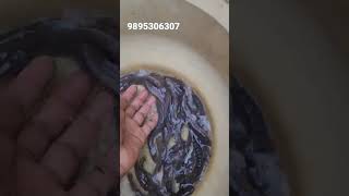 1 month old fish / ഫാമിലെ വരാൽ കുഞ്ഞുങ്ങളെ ഒരു മാസം കഴിഞ്ഞു പിടിച്ചു നോക്കിയപ്പോൾ 😊🐠🐠 #fishfarm