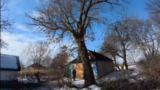 Massive 100-Year-Old Oak Tree Hanging Over the House – Dangerous Removal @ArboristRomny