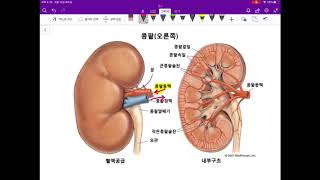 [2020 생명과학1]  기관계의 통합적 작용(배설계)-13강