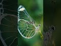 glasswing butterfly nature s transparent marvel glasswingbutterfly transparentwings butterflies