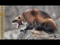 Wolverines don't bully bears, or steal from wolves | Russel Annabel's 